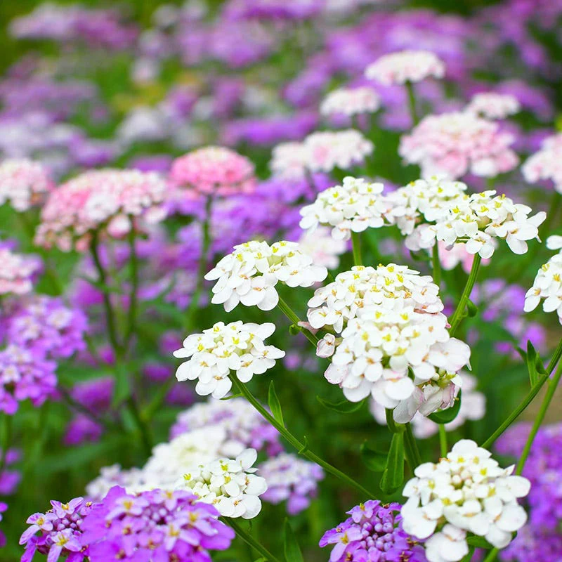 Candytuft Seeds - Image 3
