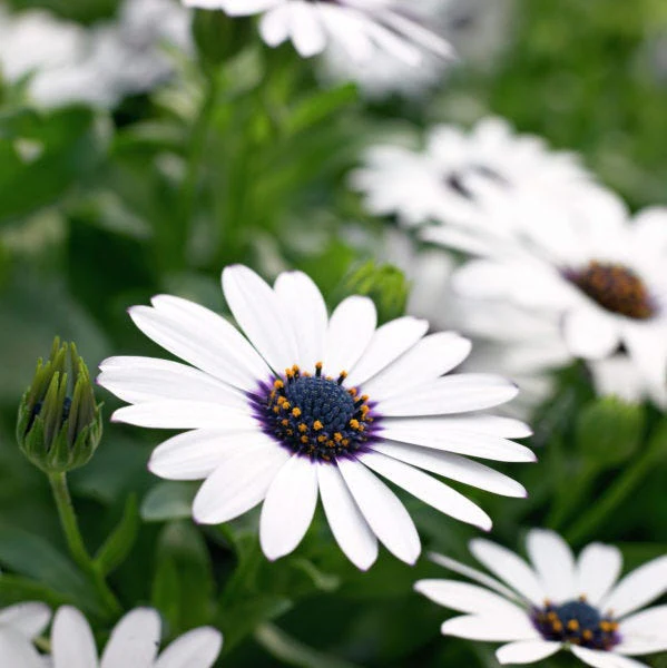 Cape Daisy Seeds - Image 2