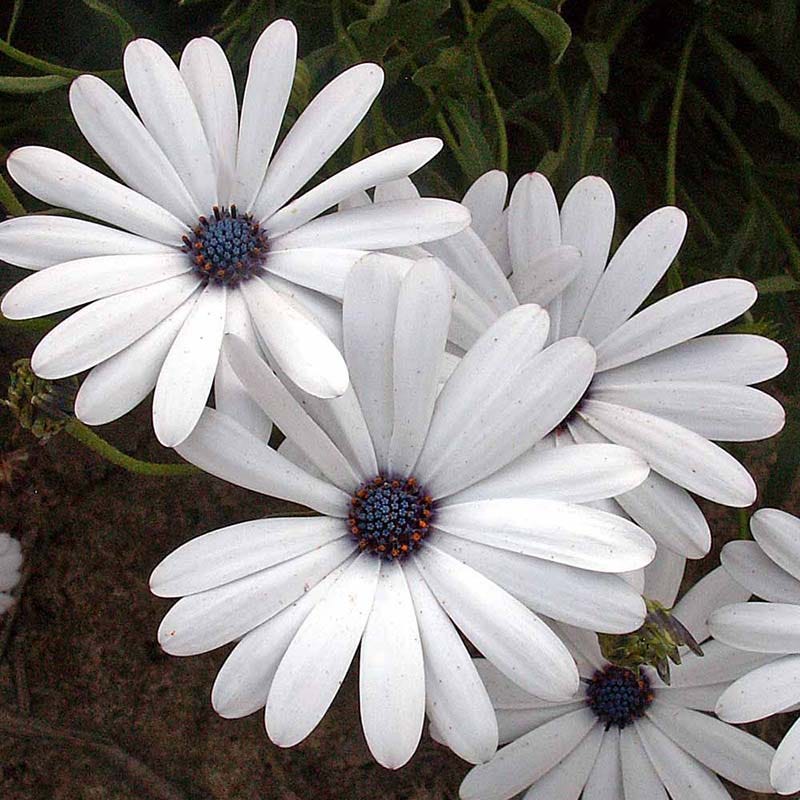 Cape Daisy Seeds - Image 3