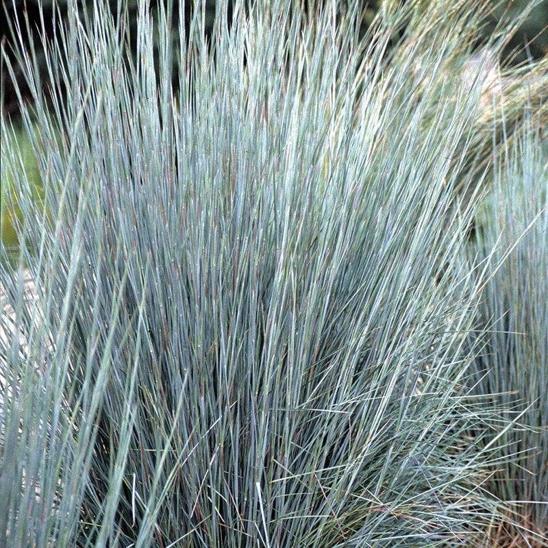 Carefree Ornamental Grass Pre-Planned Garden - Image 9