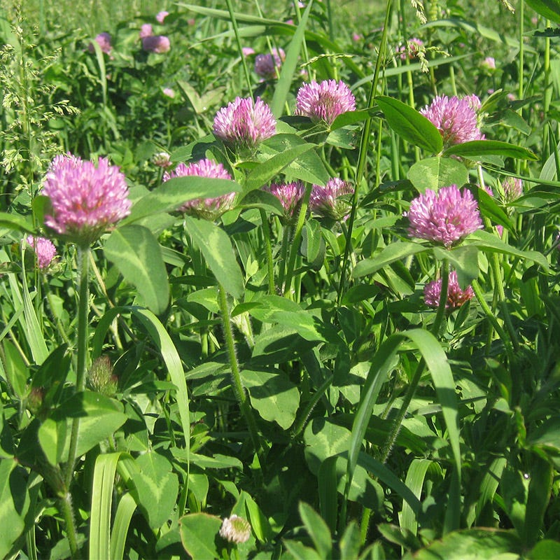 Cattle Grazing Seed Mix - Image 4