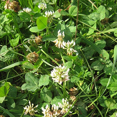 Cattle Grazing Seed Mix - Image 6