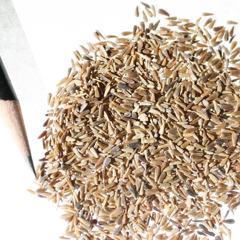 China Aster Seeds Single Mix - Image 2