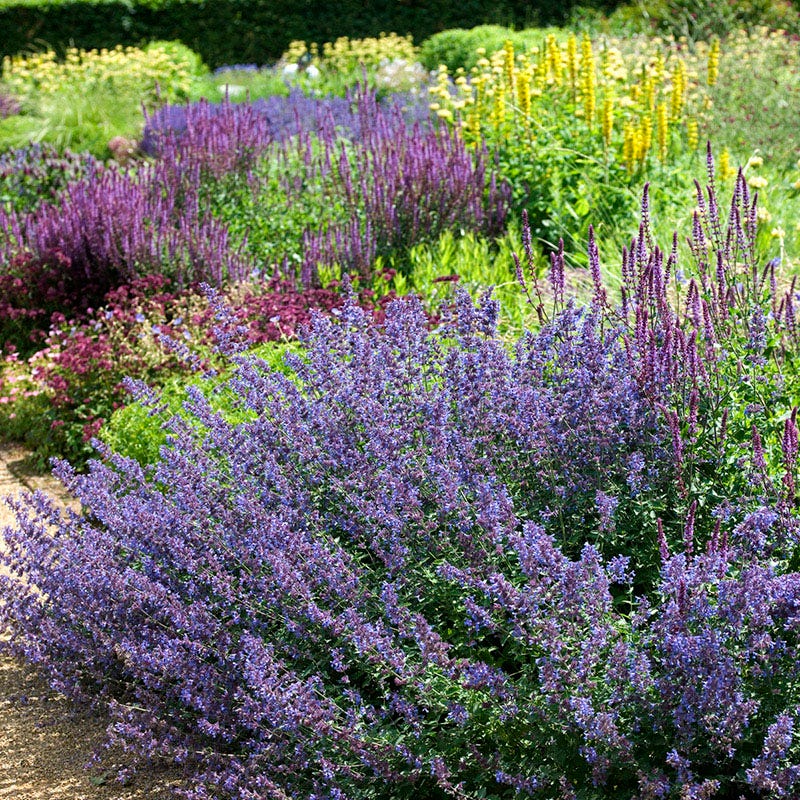 Coastal Cottage Pre-Planned Garden - Image 12
