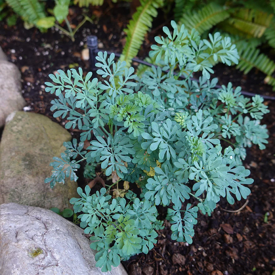 Common Rue Seeds - Image 2