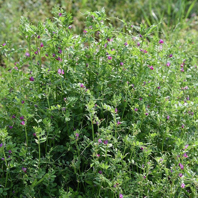 Common Vetch Seeds - Image 3