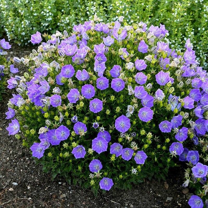 Easy Care Pre-Planned Garden - Image 12