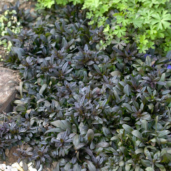 Dappled Shade Tapestry Lawn Plant Collection - Image 5