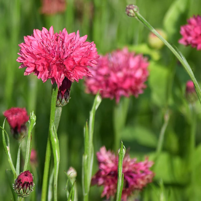 Cornflower or Bachelor Button Seeds Patriot Mix - Image 4
