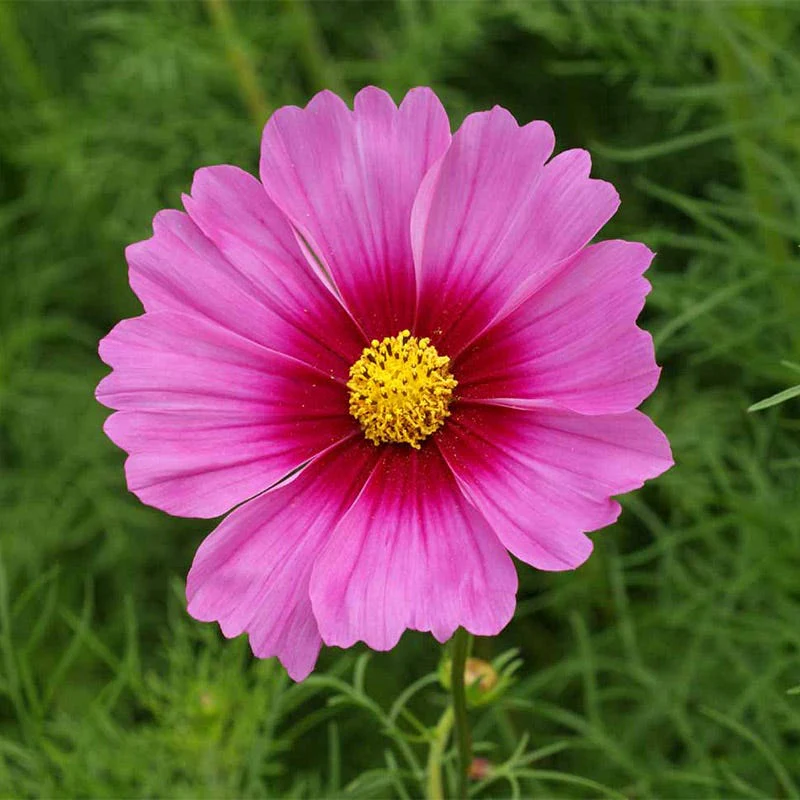Cosmos Seed Mix - Image 2