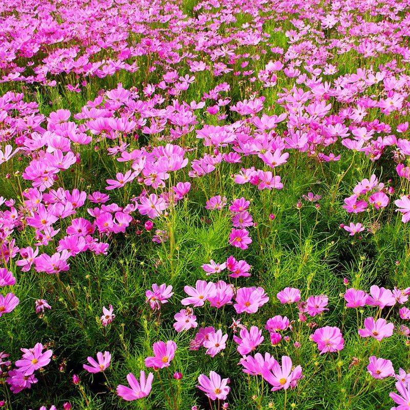 Cosmos Seed Mix - Image 5