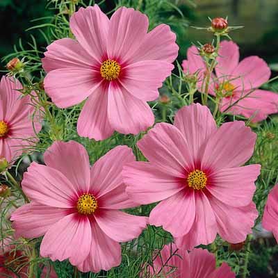 Cosmos Seed Mix - Image 6