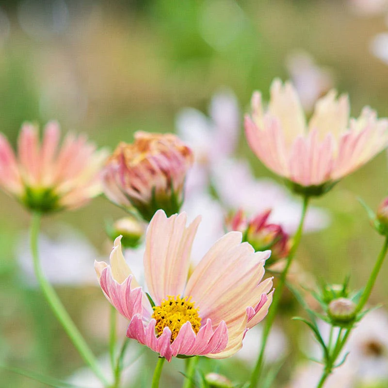Apricot Lemonade Cosmos Seeds - Image 2