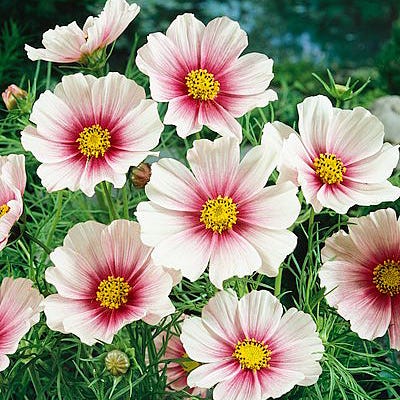 Daydream Cosmos Seeds - Image 3