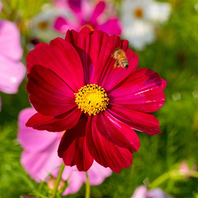 Dazzler Cosmos Seeds
