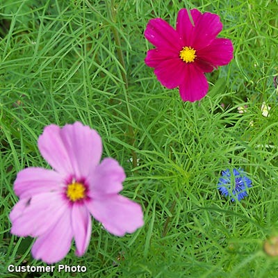 Sensation Late Blooming Dwarf Cosmos Seed Mix - Image 2