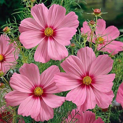 Gloria Cosmos Seeds - Image 3