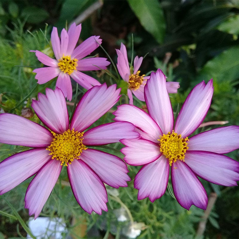 Picotee Cosmos Seeds - Image 4