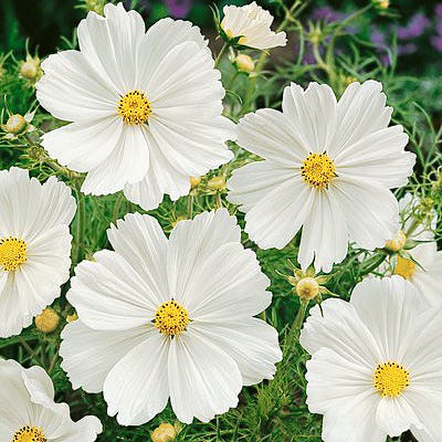Purity Cosmos Seeds - Image 4