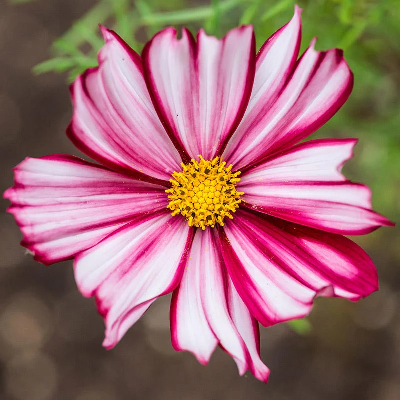 Colorburst Cosmos Seed Packet Set - Image 4