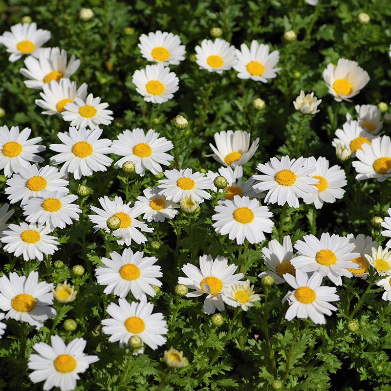 Creeping Daisy Seeds - Image 2