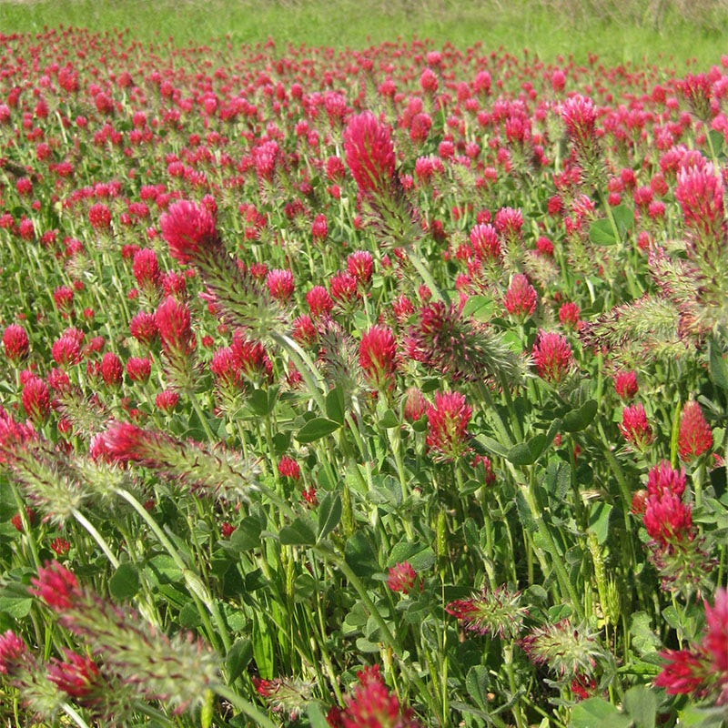 Crimson Clover Seeds - Image 4