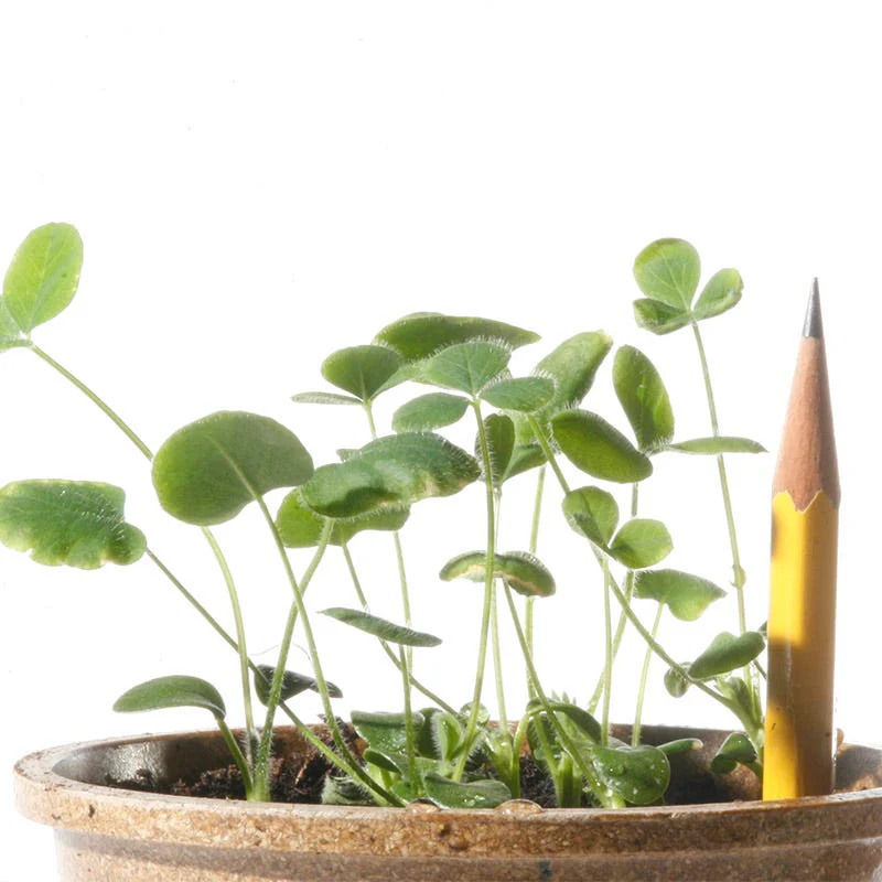 Crimson Clover Seeds - Image 6