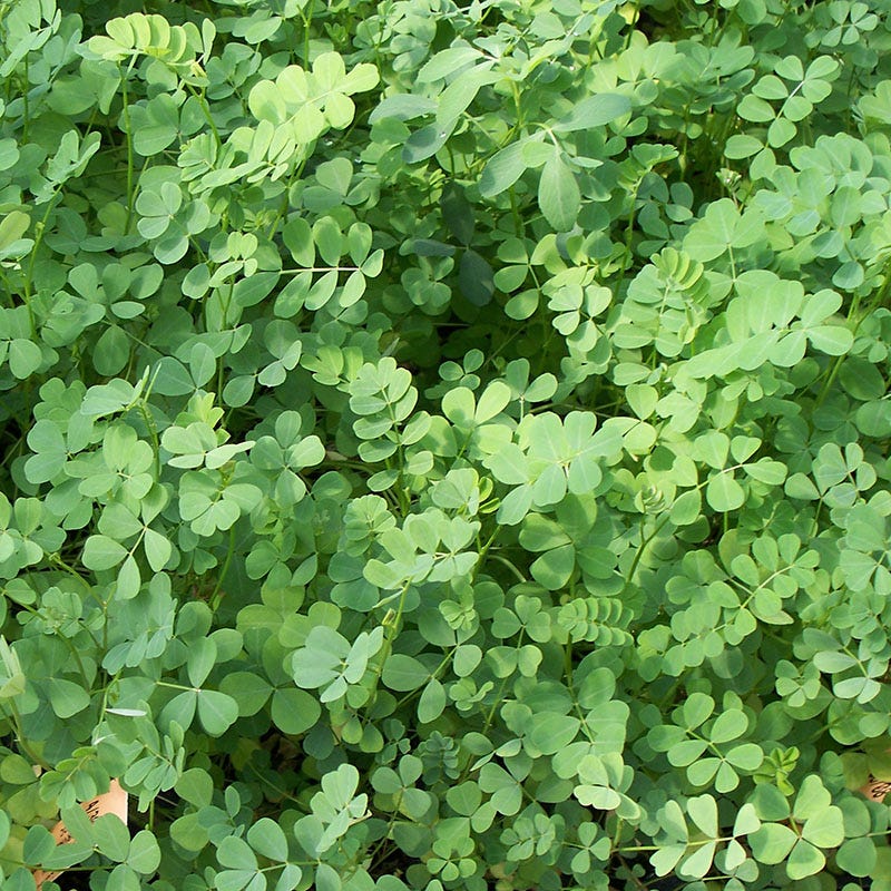Crown Vetch Seeds - Image 3