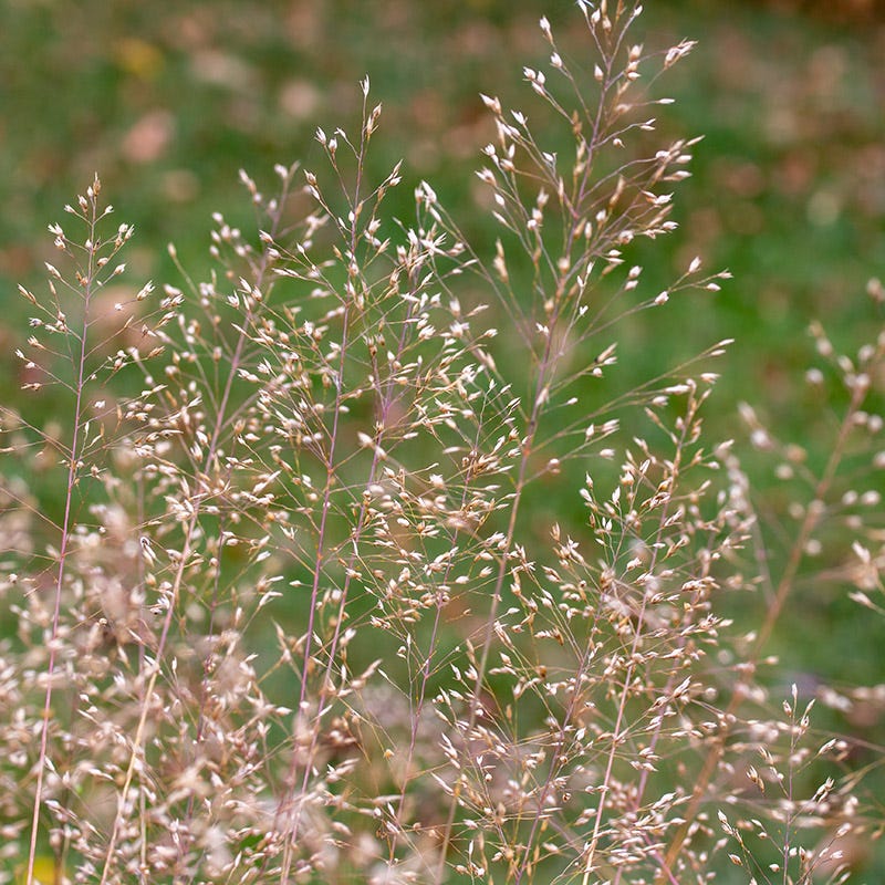 Lively Butterfly Meadow Native Pre-Planned Garden - Image 10