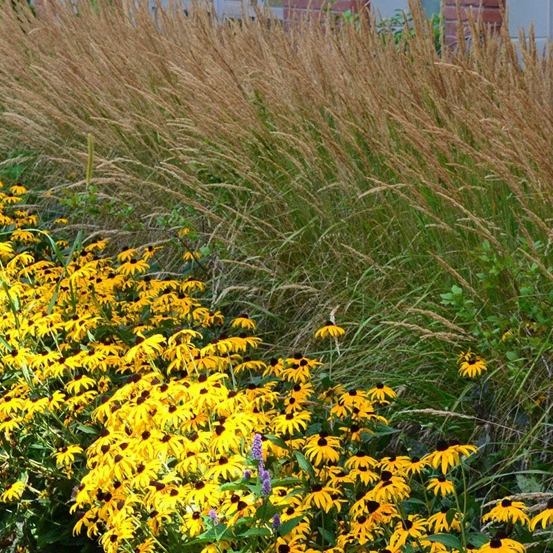 Deer Resistant Pre-Planned Garden - Image 4
