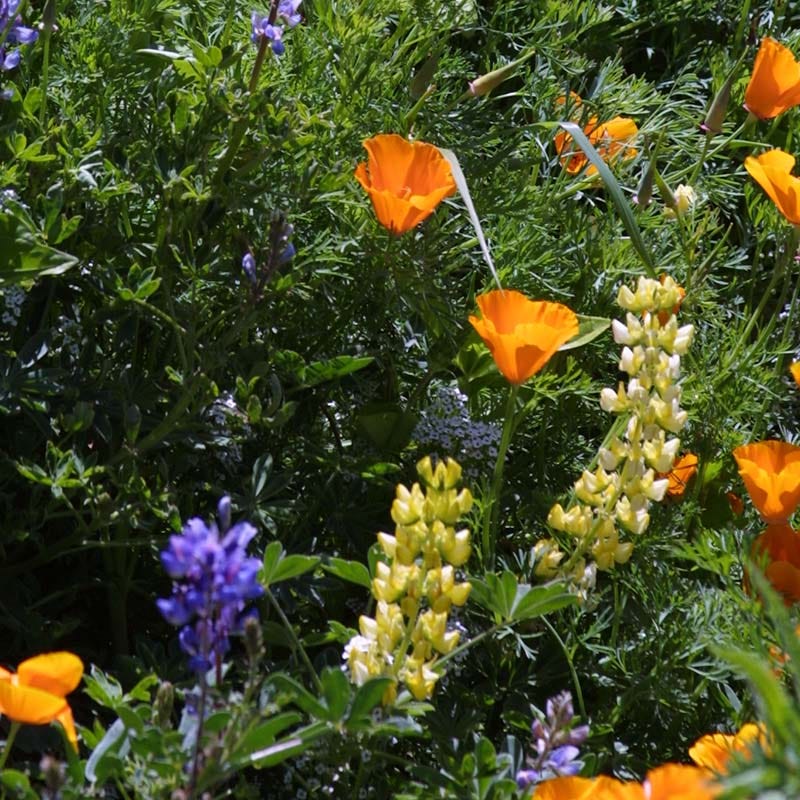 Deer Resistant Wildflower Seed Mix - Image 3