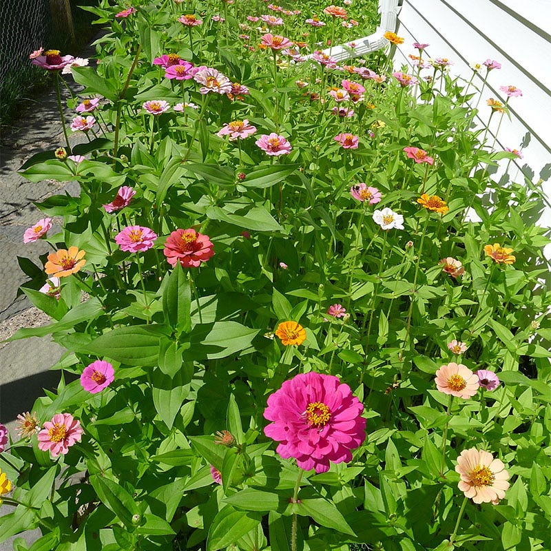 Deer Resistant Wildflower Seed Mix - Image 5