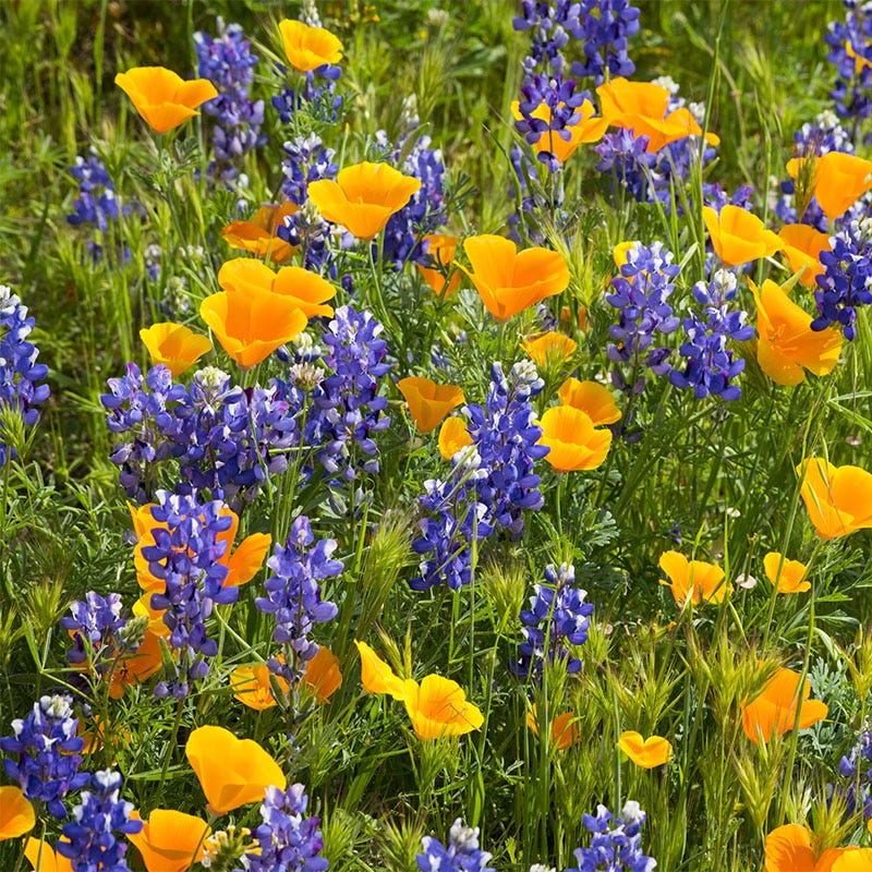 Deer Resistant Wildflower Seed Mix - Image 7