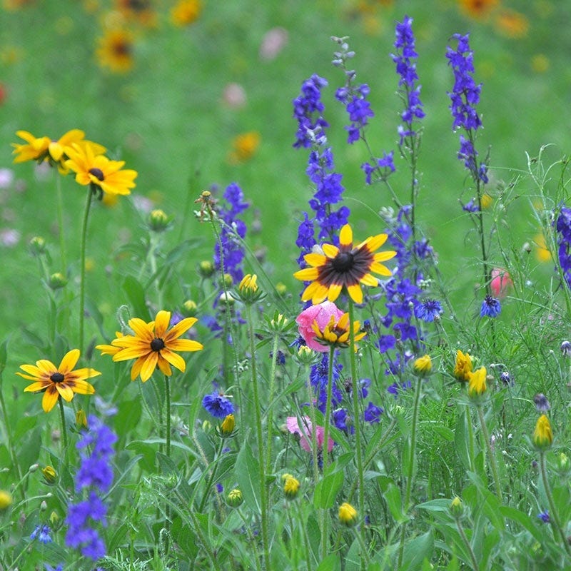 Delaware Select Wildflower Seed Mix - Image 2