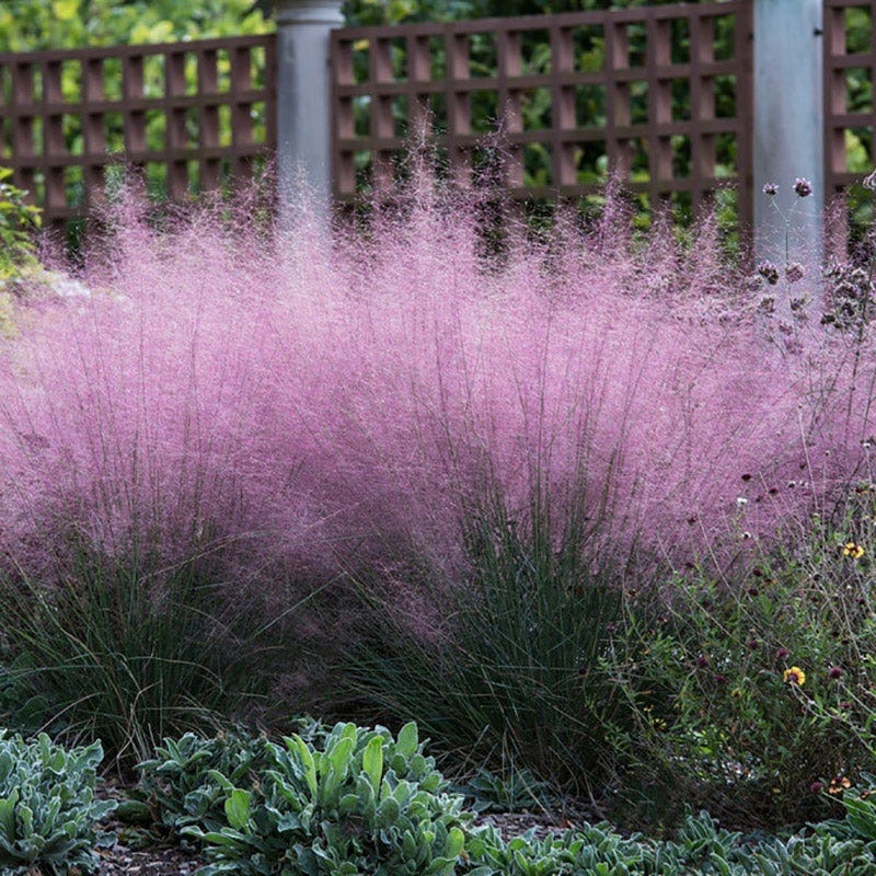 Dreamy Meadow Pre-Planned Garden - Image 11