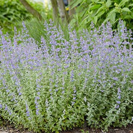 Dreamy Meadow Pre-Planned Garden - Image 13