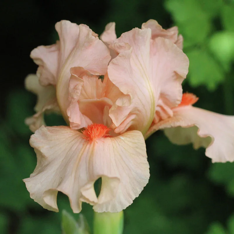 Portland Pink Dwarf Bearded Iris