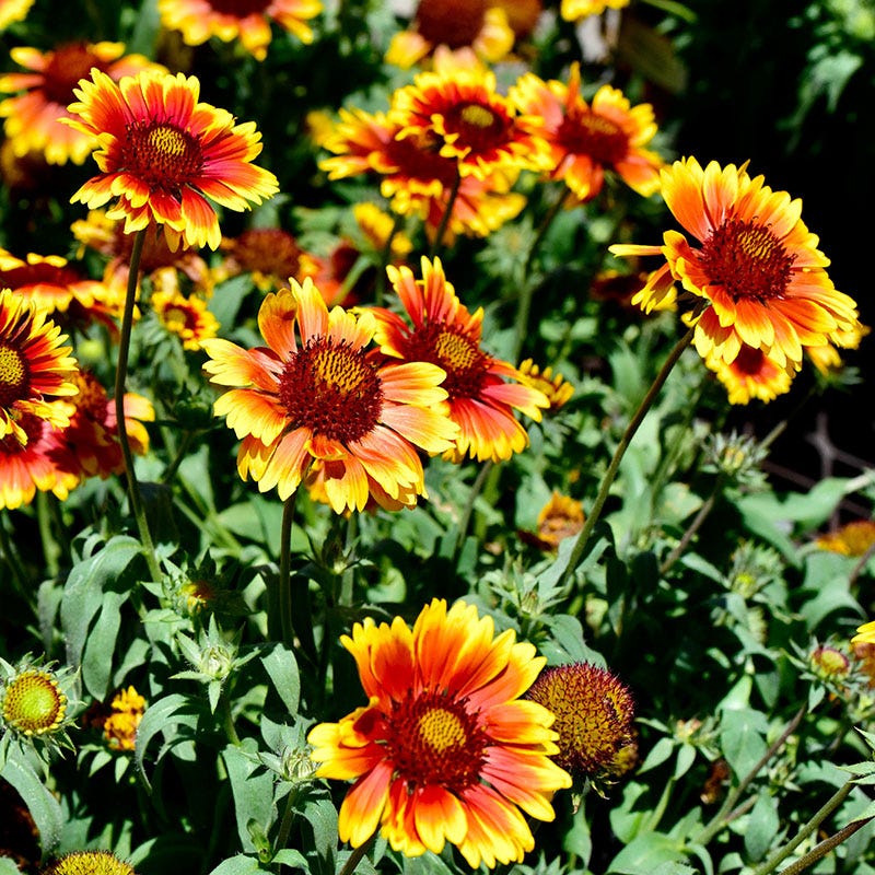 Easy Care Pre-Planned Garden - Image 13