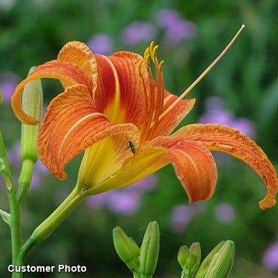 Easy Care Pre-Planned Garden - Image 16