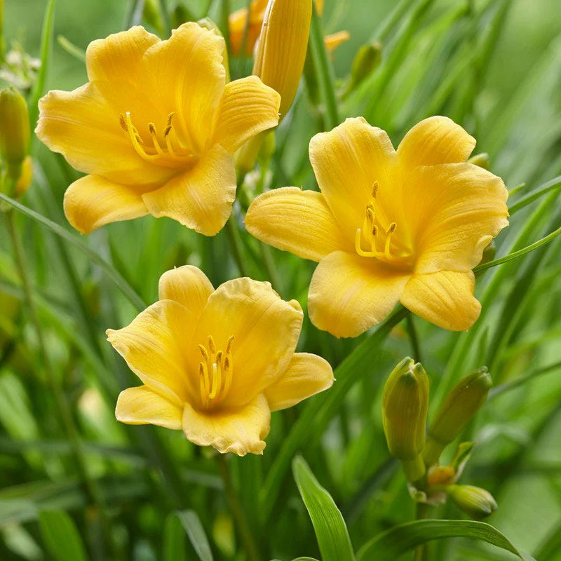 Summer Long Blooms Pre-Planned Garden - Image 11