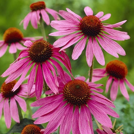 Easy Care Pre-Planned Garden - Image 4