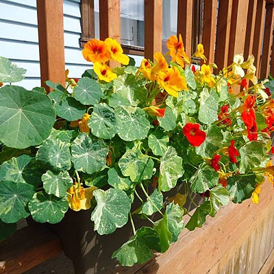 Edible Flower Seed Mix - Image 3