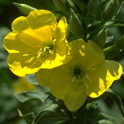 Evening Primrose Seeds - Image 3
