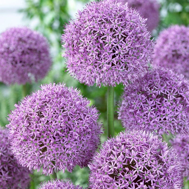 Gladiator Allium - Image 2