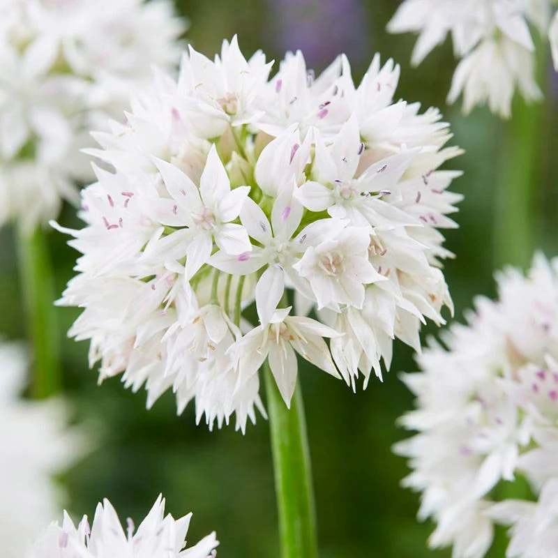 Graceful Beauty Allium