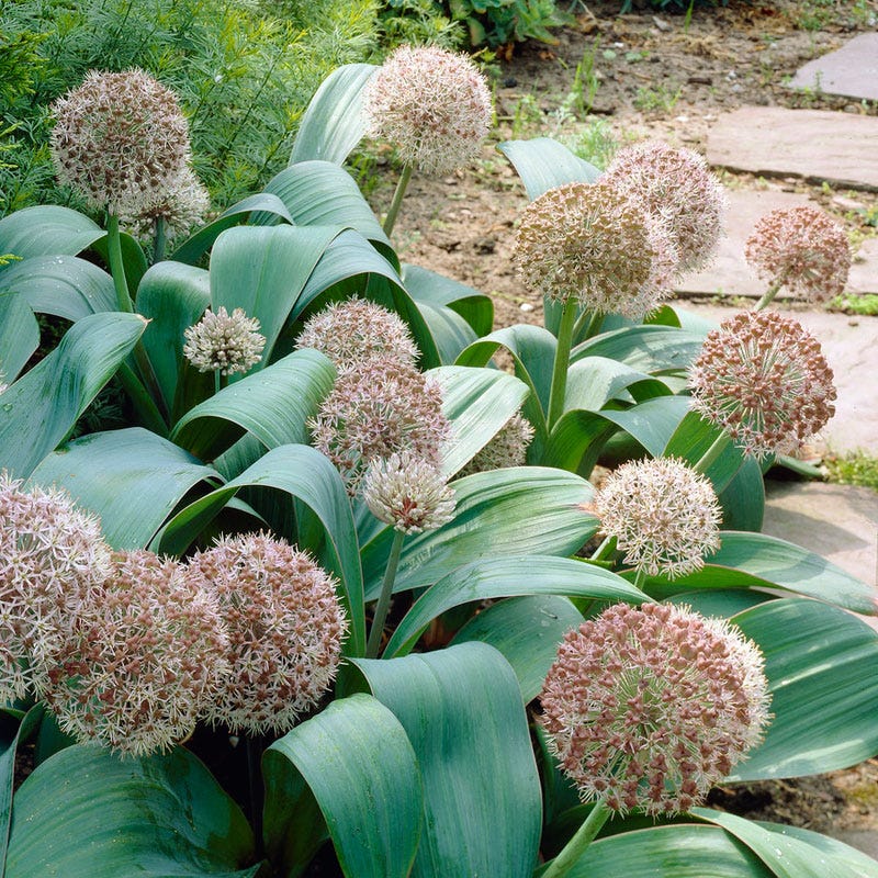 Allium karataviense - Image 2