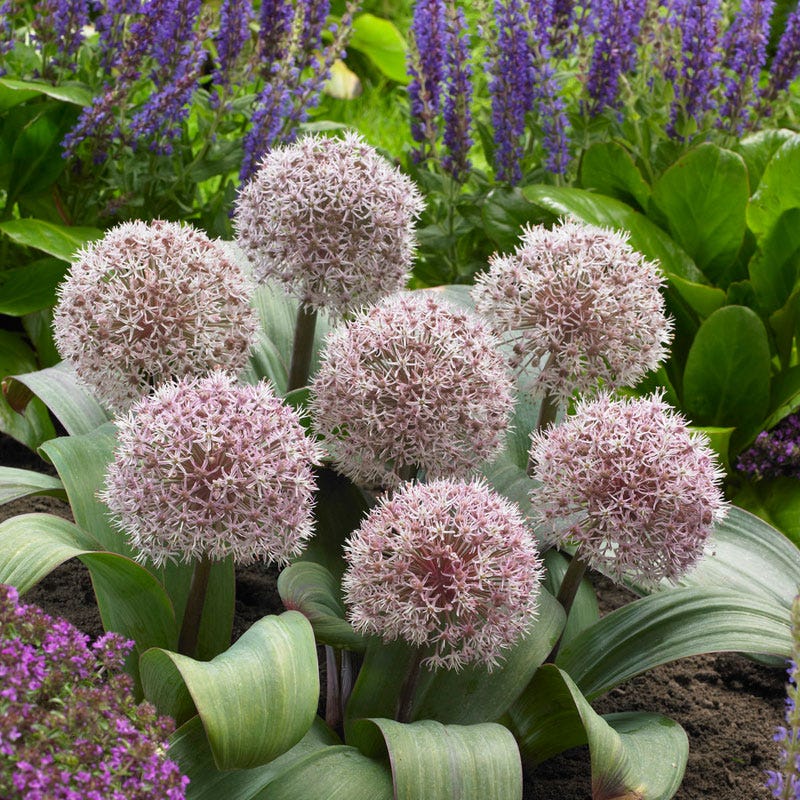Allium karataviense - Image 3