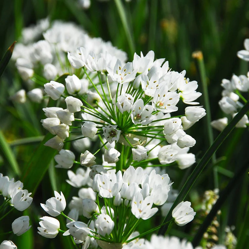 Allium neapolitanum