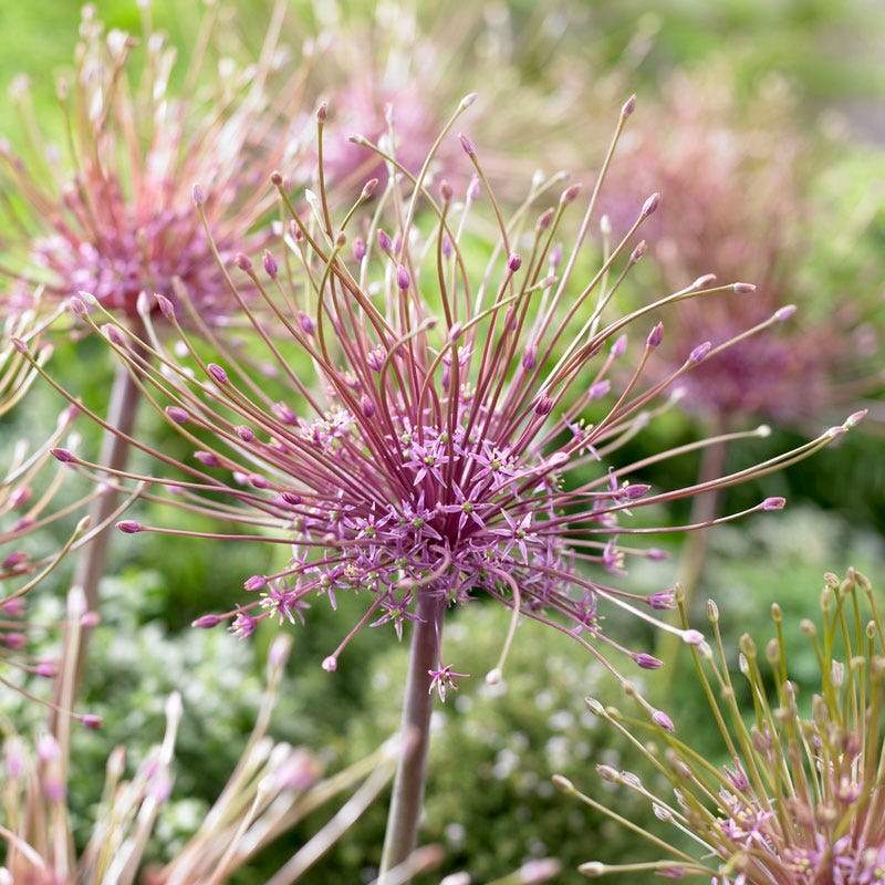 Allium schubertii