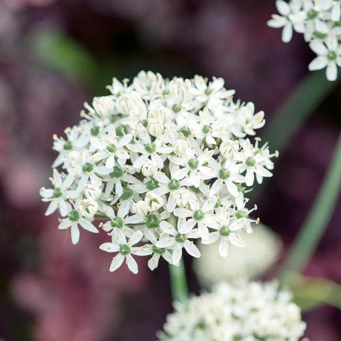 Starry Night Allium Bulb Collection - Image 3